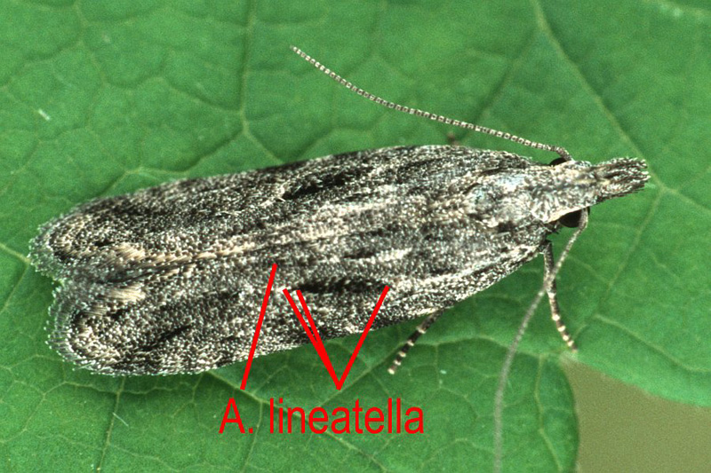 7 Gelechiidae - Anarsia lineatella